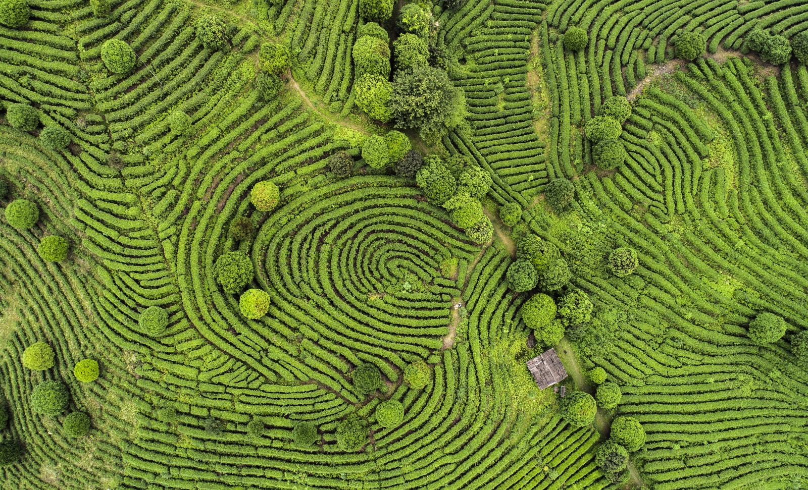 鸟瞰图茶字段